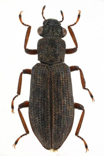 Hydrochus angustatus